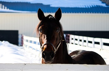 Donato Hanover Snow